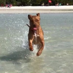 Meet your Posher, Jackson